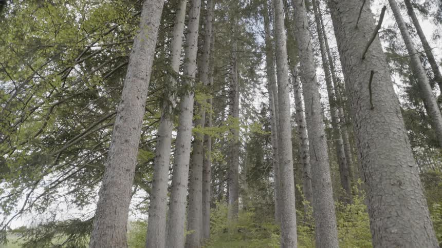 Many trees in a forest on a cloudy day