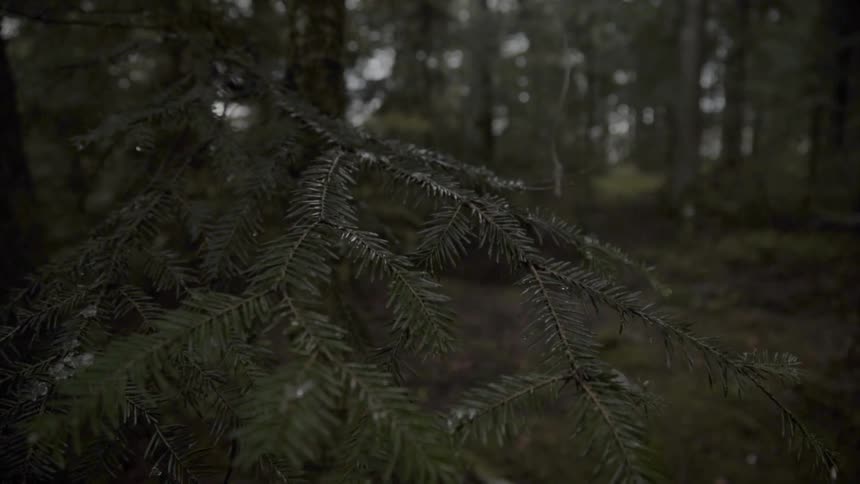 Green pine needles hang from the branches