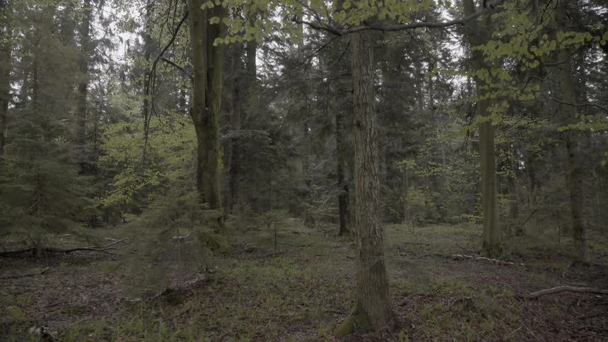 Trees and shrubbery cover the landscape