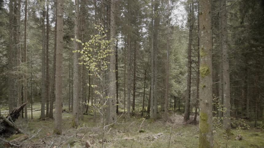 Tree trunks cover the woodsy landscape