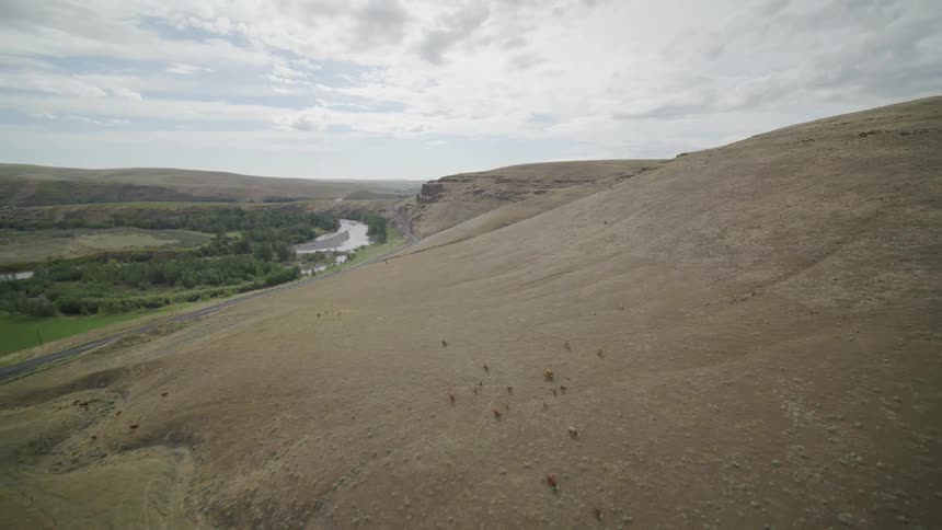 Cattle graze on hillside range along a fertile valley