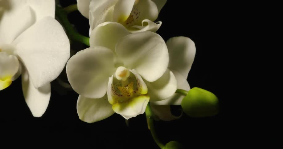 An orchid flower is blossoming