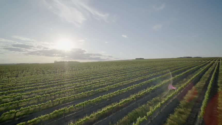 Skimming above endless rows of cultivated vineyard grapes