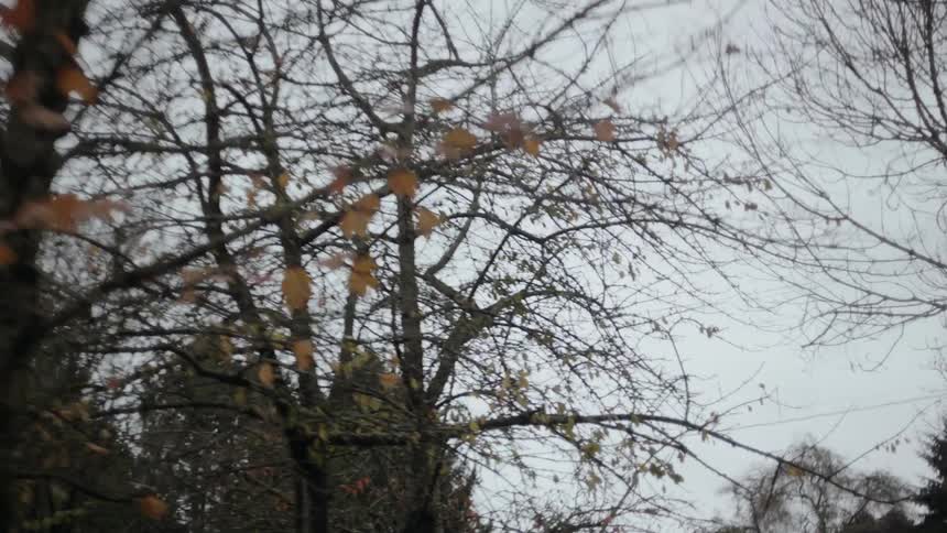 Tree branches hang above sparsely covered with trees