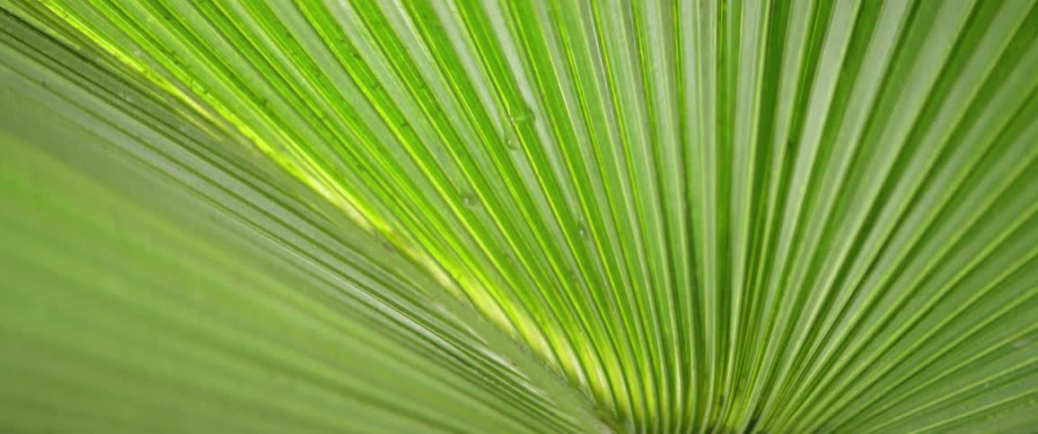 The sun is shining on the wet green plant
