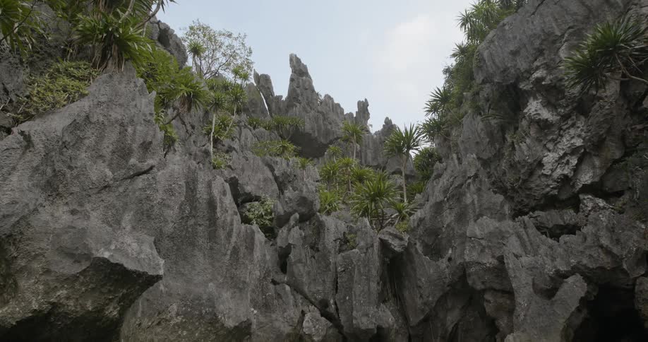 Trees are clinging to cliff ledges in a ravine during the day