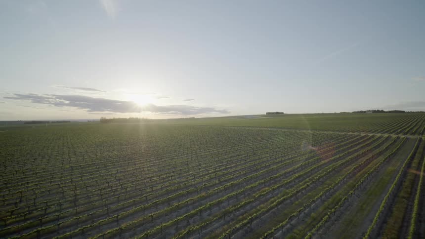 Pullback ascent reveal of grape vine rows bathed in sunshine