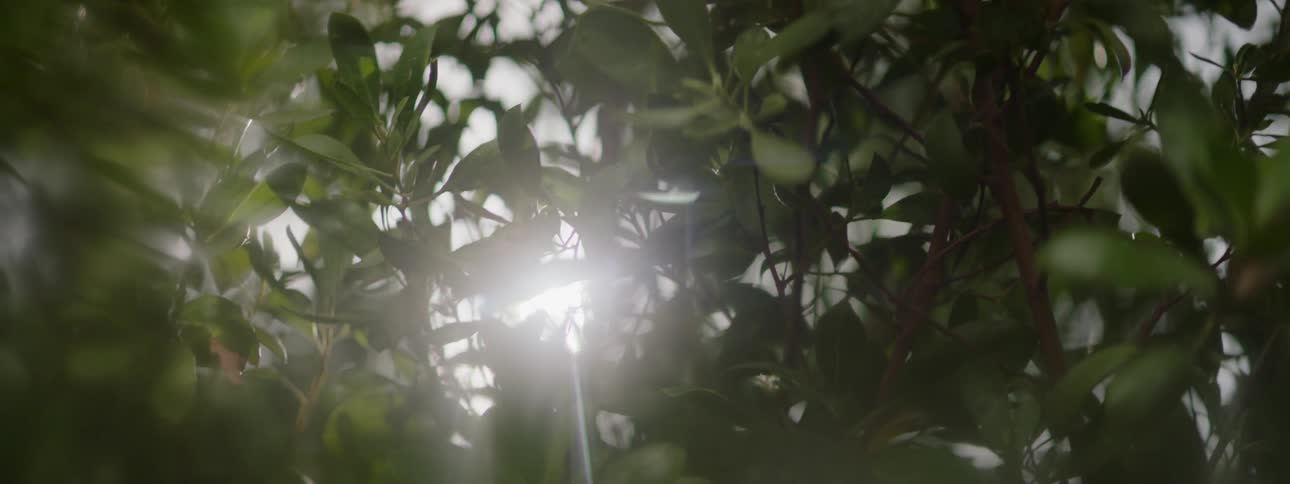 Sunlight is shining through the leaves of a tree during the day