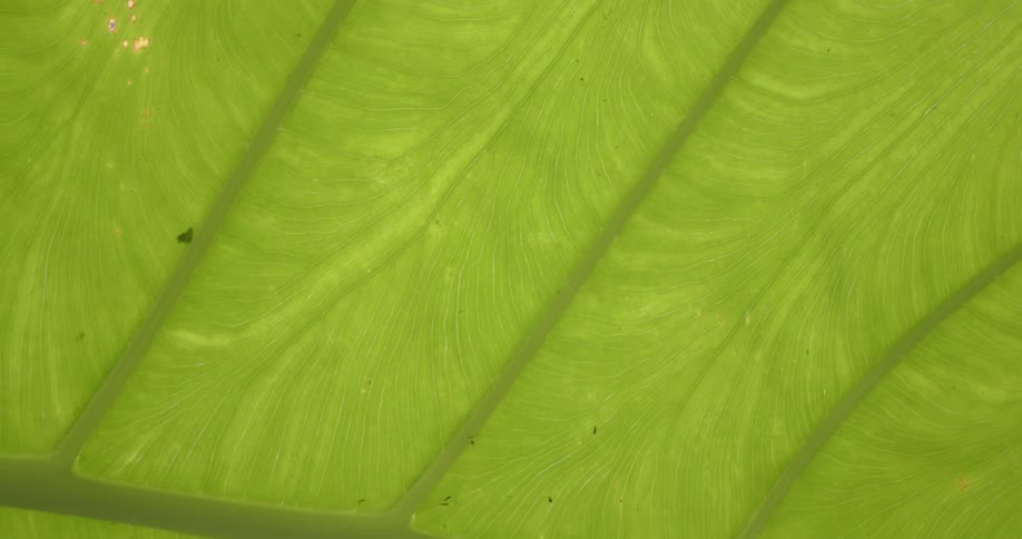 Underside of large green leaf