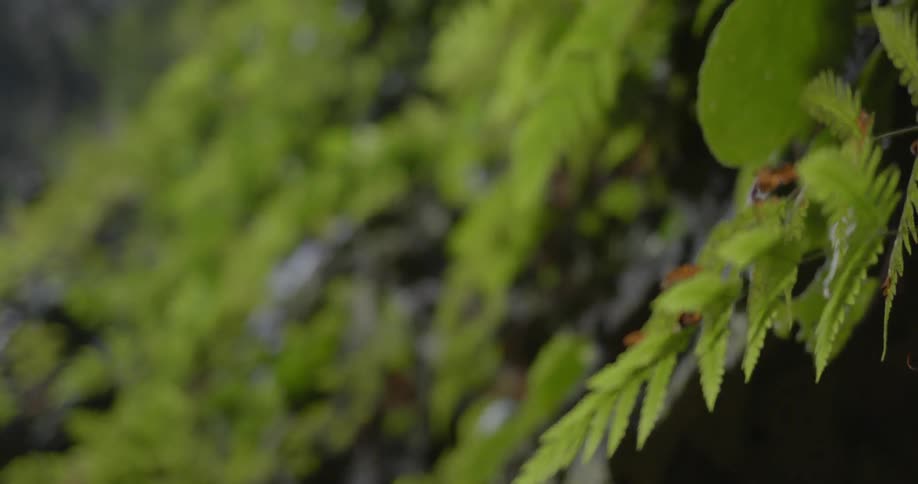 Green leaves grow on plants