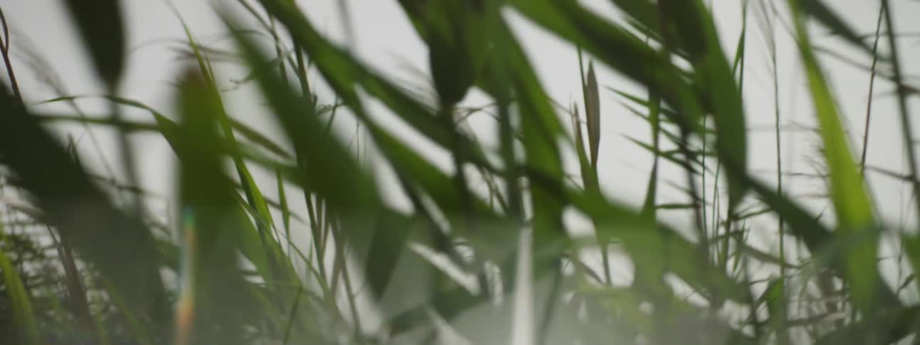 Long blades of grass are swaying in the wind