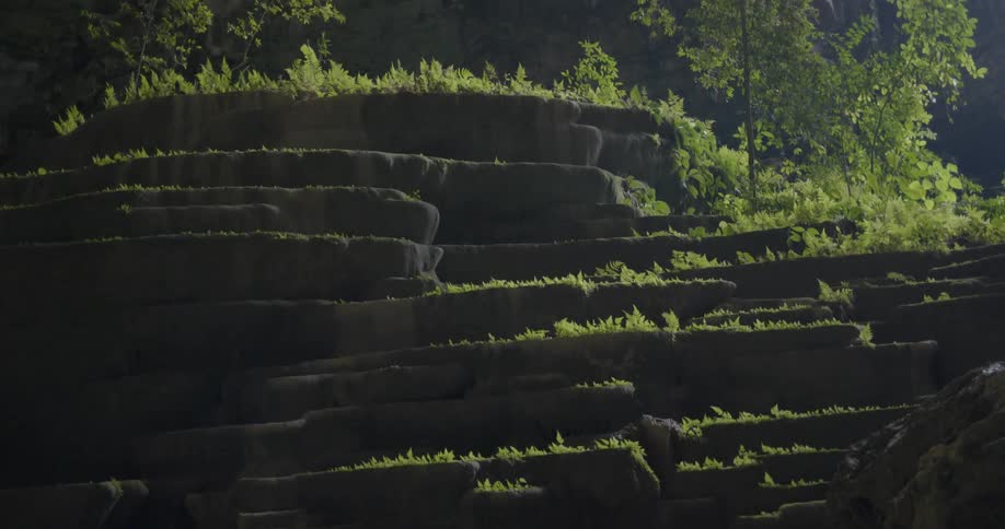 Greenery covers the stone steps