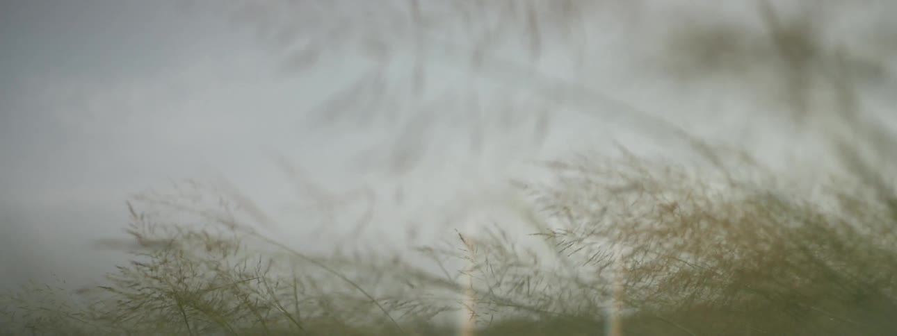 Wheats bending in the wind