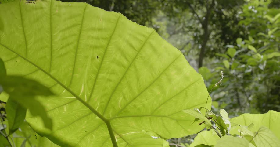 Plants and trees cover the landscape