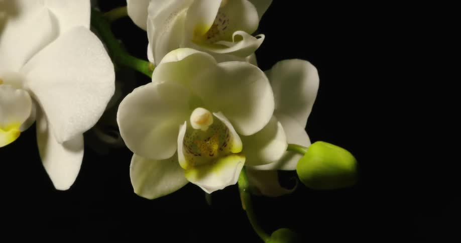 A white orchid blooming against a black background