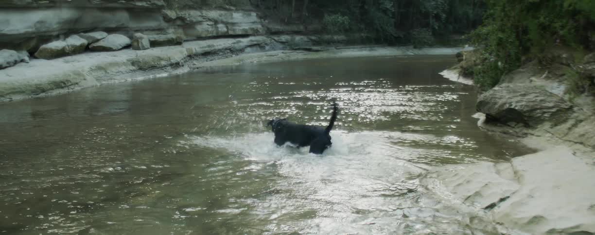 A dog plays in the river water