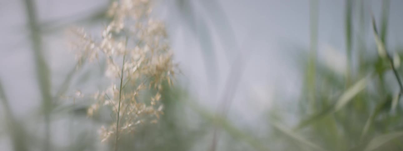 Sun shines off of grasses and weeds