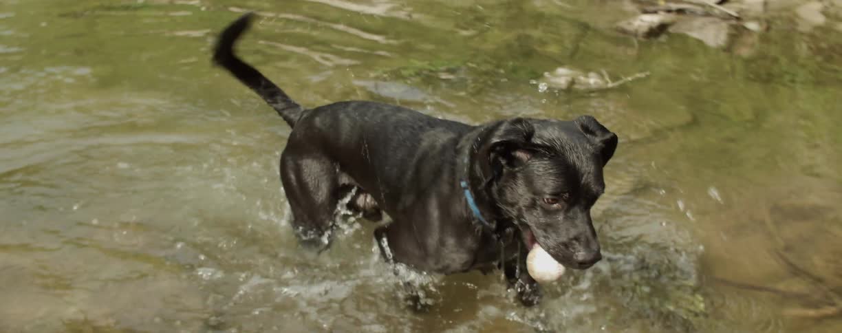 A dog carries a ball out of the water