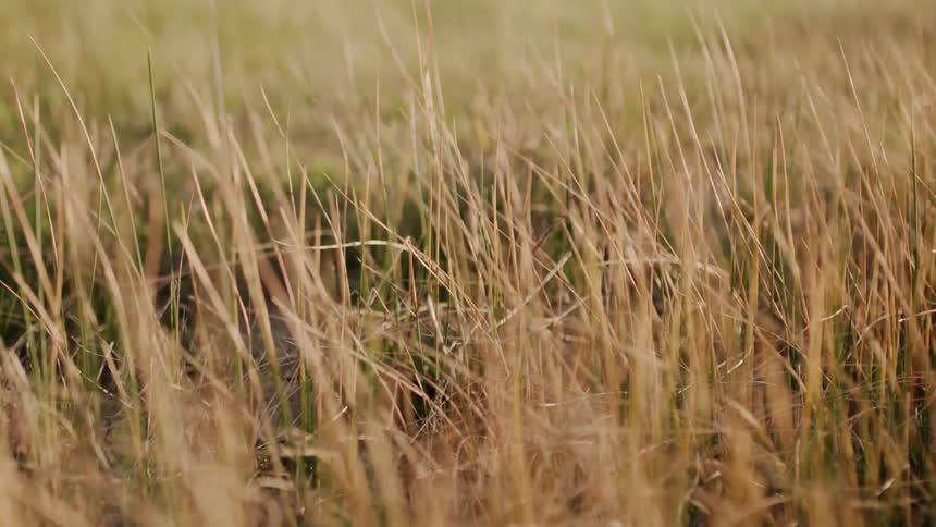 The wind blows brown and green grass in a field