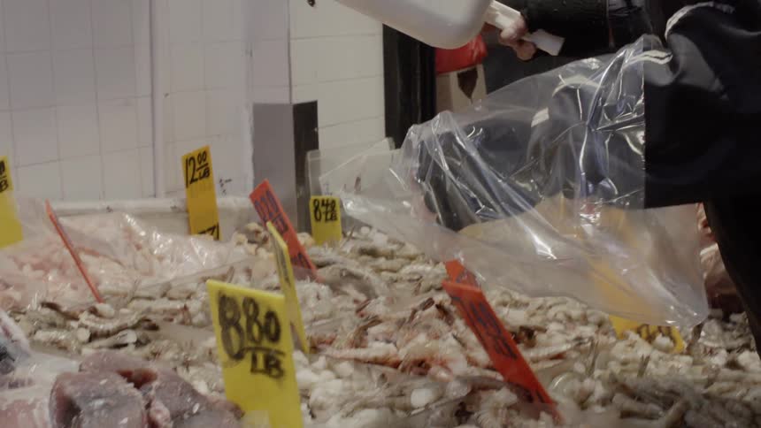 Man scoops some lobsters and dumps them onto a scale