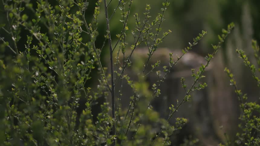 Leaves grow on a shrub