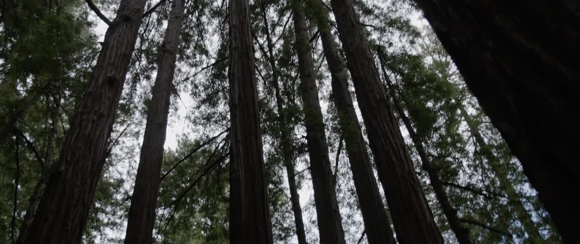 Tall tree trunk and leaves in the woods