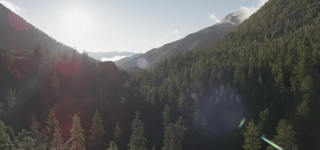 Sunlight shines on pine trees in mountains