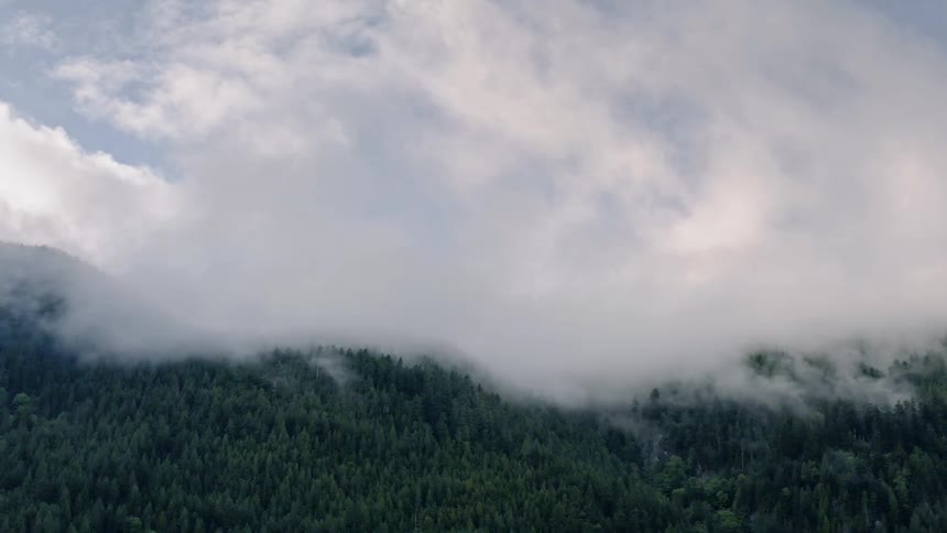Smoke floats over the trees in a forest