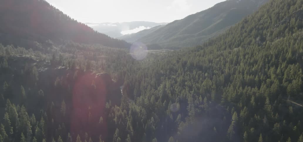 Forest of trees sits near the mountains under a sunny sky