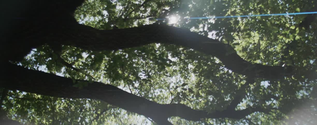 Sunlight is shining through the leaves of trees on a sunny day