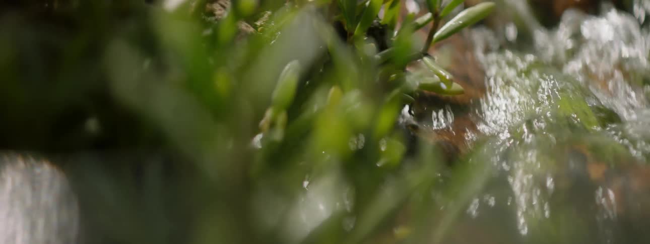Water running over small rocks and plants in stream