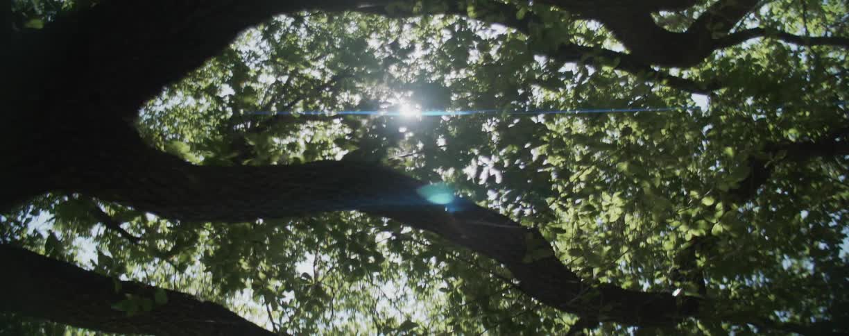 The sun shines through tree branches and leaves