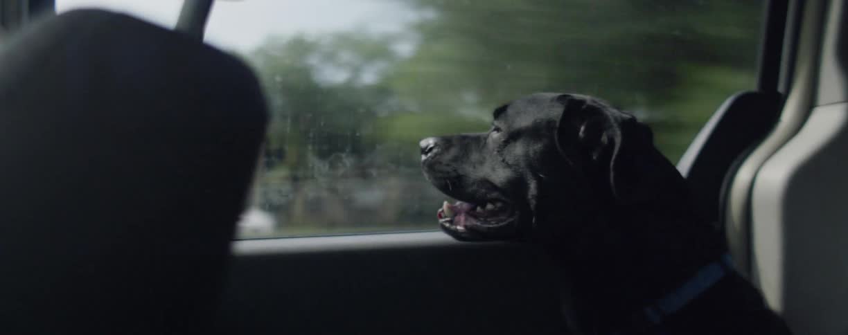 Dog sits in a vehicle as it travels down the road