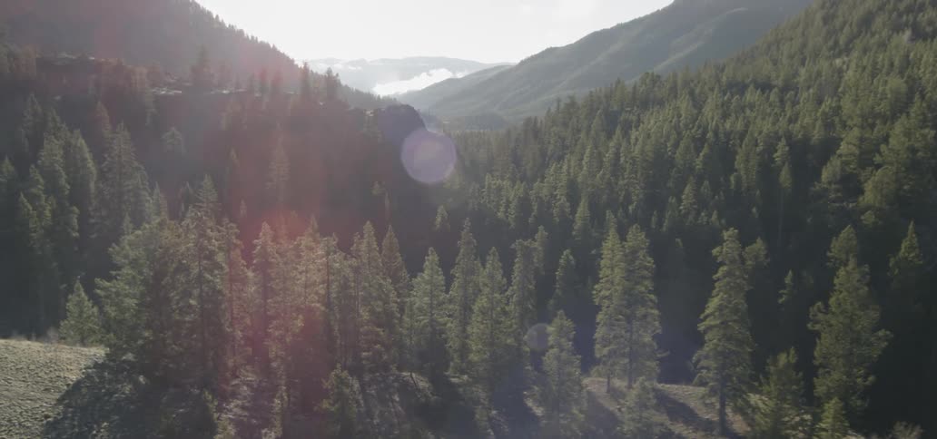 Sunlight shines on pine trees in mountains