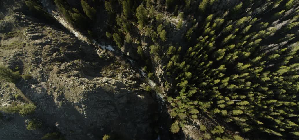 The large forest sits next to the stream