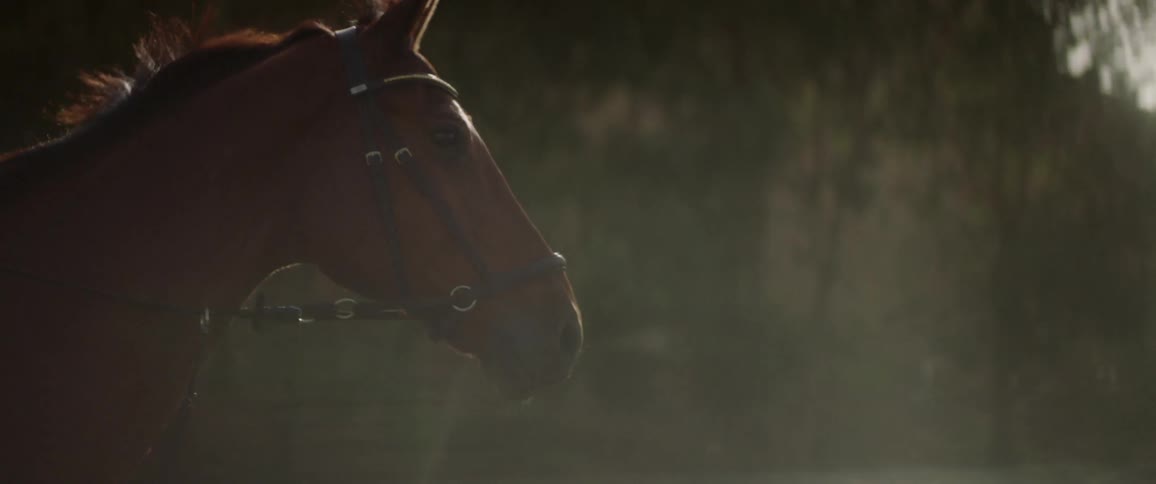 A horse gallops outside