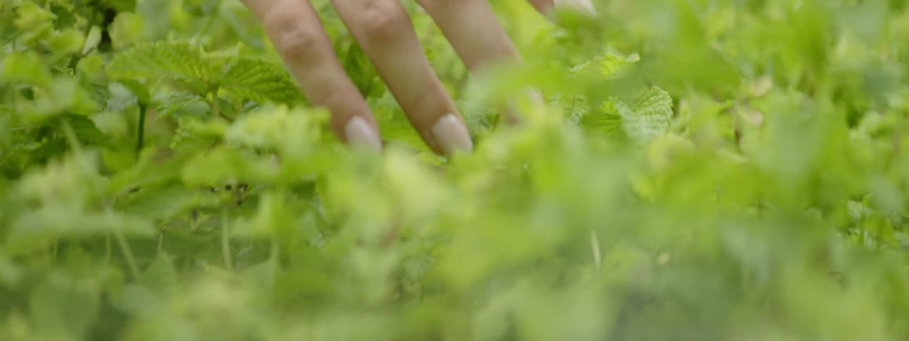 Woman runs her fingers over the leaves in a garden