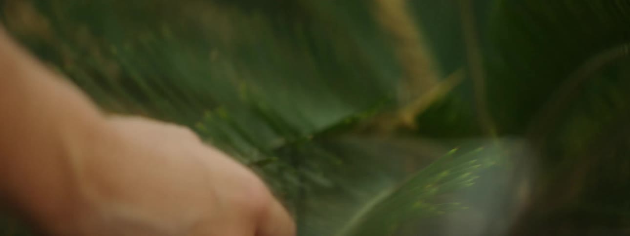 A person touches the leaves on a plant