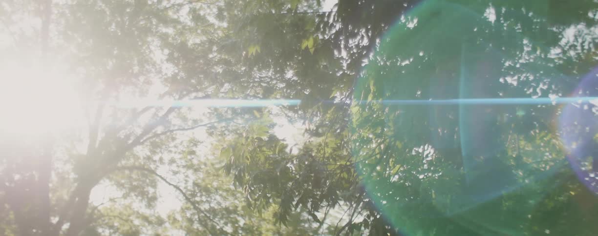 Sunlight shines through tree branches