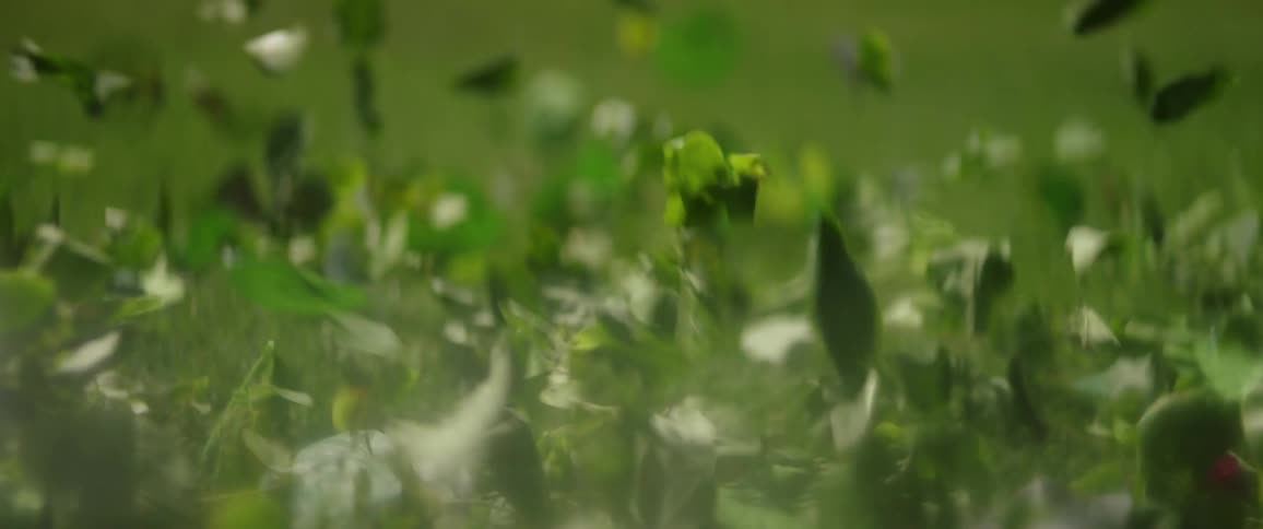 Leaves blow across a grassy lawn