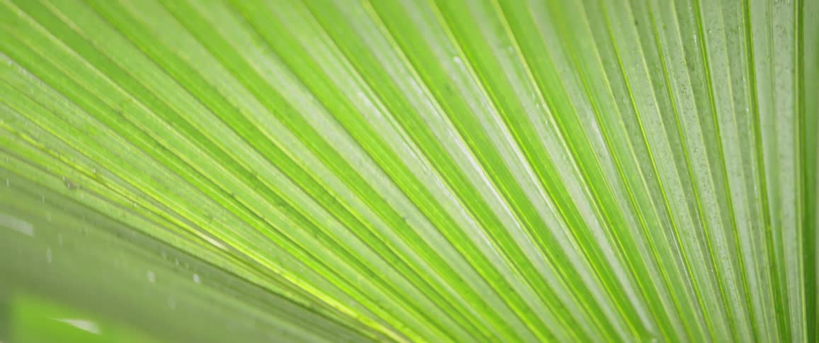 Water drops are dripping off a palm frond in daylight