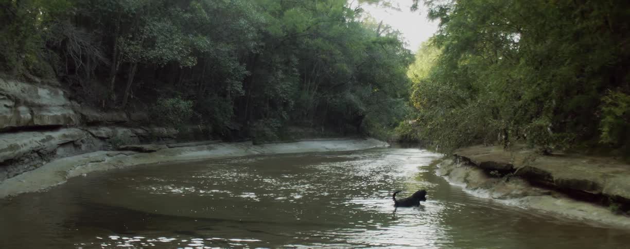 A dog plays in the river water