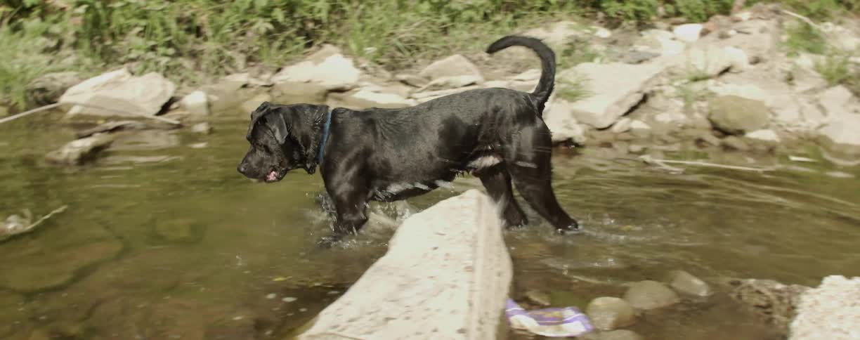 A dog splashes while walking in a river