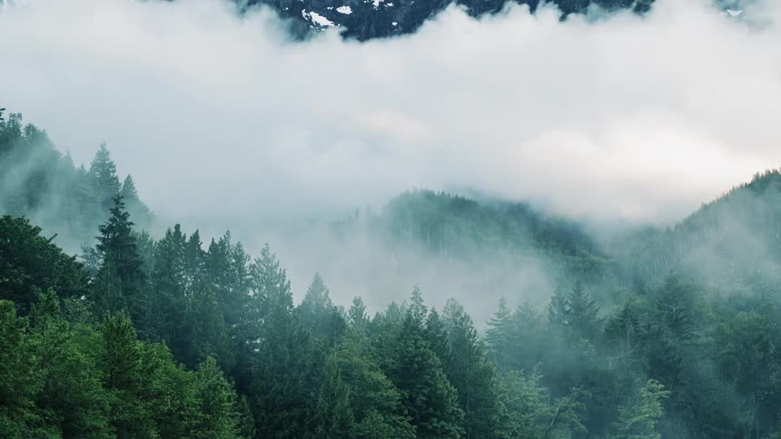 Fog moves over the trees of a mountain forest