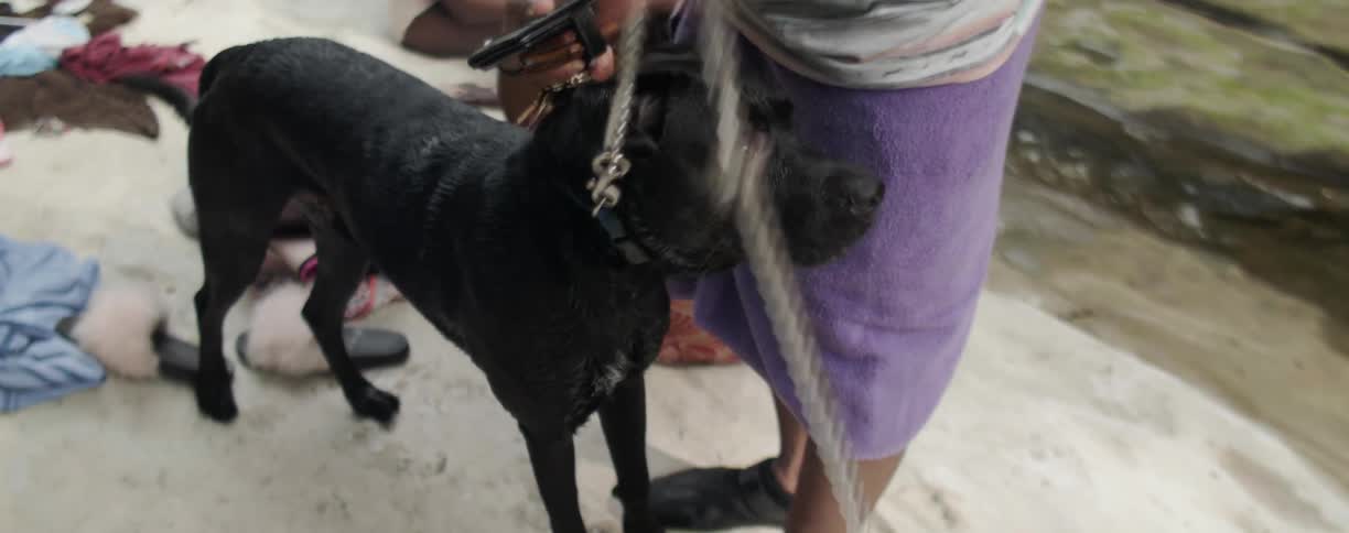 Man puts a leash on a dog