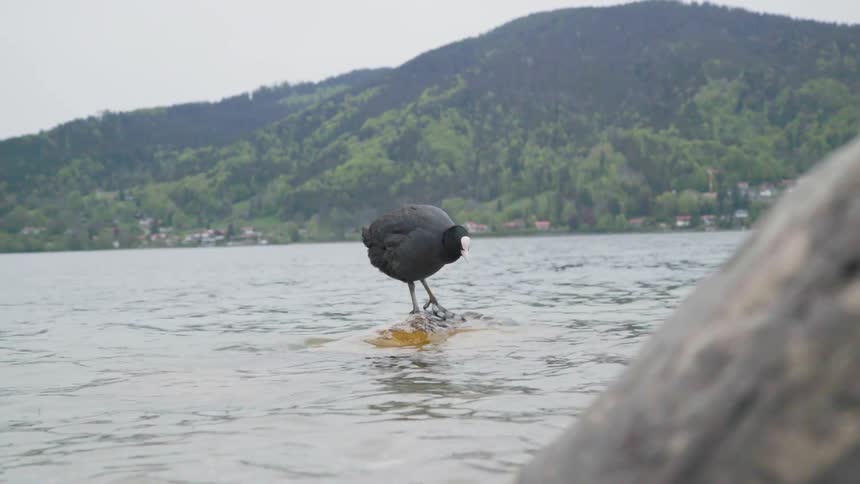 A bird stands on a rock in the water as another swims past