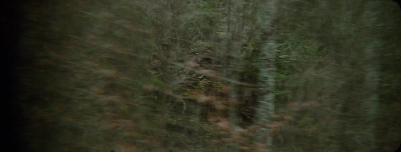 The forest is covered with many tall trees