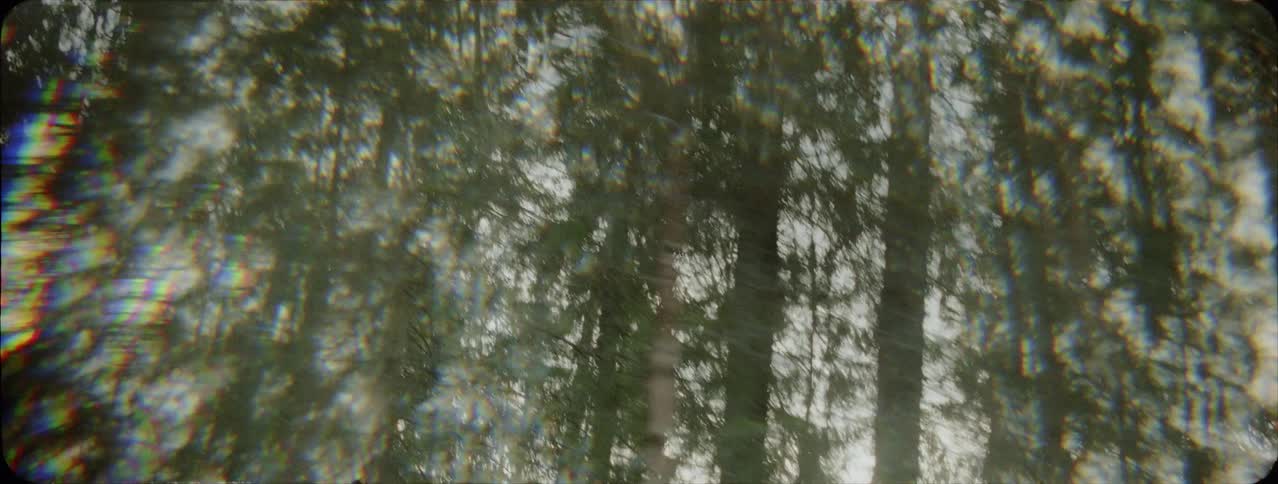 The tall trees have heavy clouds above