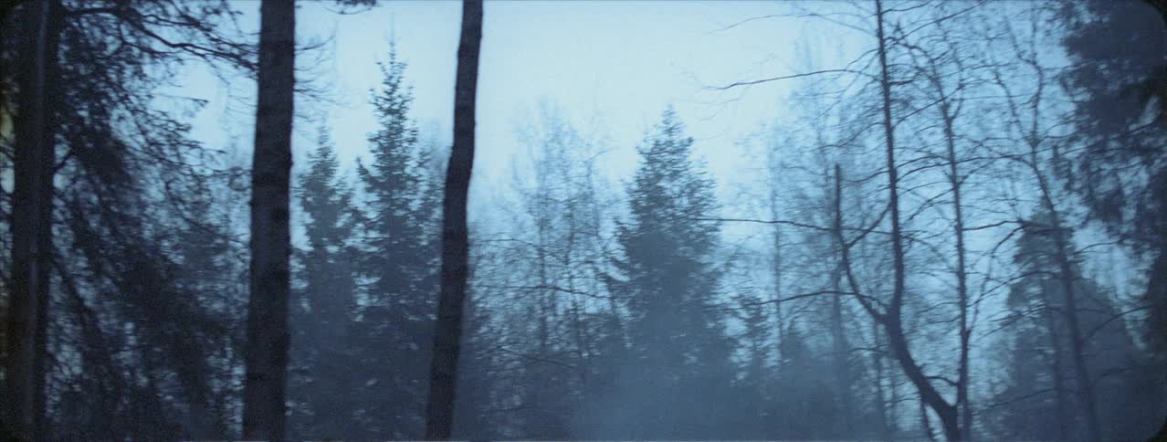 Fog rolls through the woods on a cloudy day