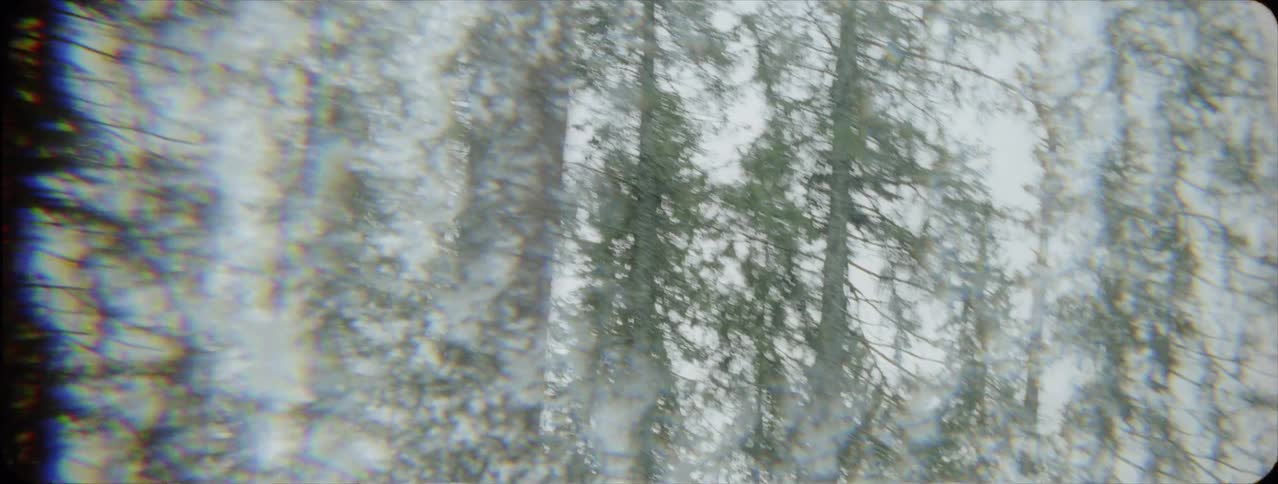 A car drives by forest trees